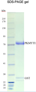 Recombinant Human Full Length PKMYT1 Recombinant Human Full Length PKMYT1